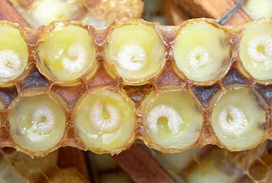 Royal jelly membantu mempercepatkan pertumbuhan zakar